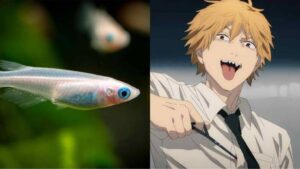 Chainsaw Man Author Reveals He Once Ate His Dead Pet Fish by AnimePostDaily